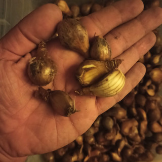 پیاز گل نرگس هلندی ژونکی (ریز و بذری) بسته 500 گرمی گلدهی از سال دوم کاشت