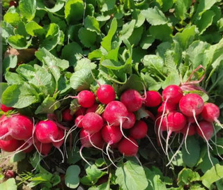 بذر تربچه نقلی قرمز ۱۰ گرمی